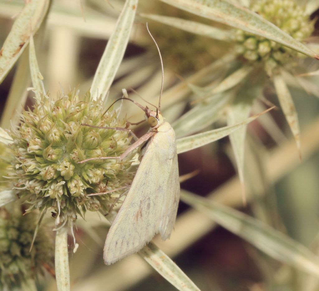 Falena 1 - Sitochroa palealis